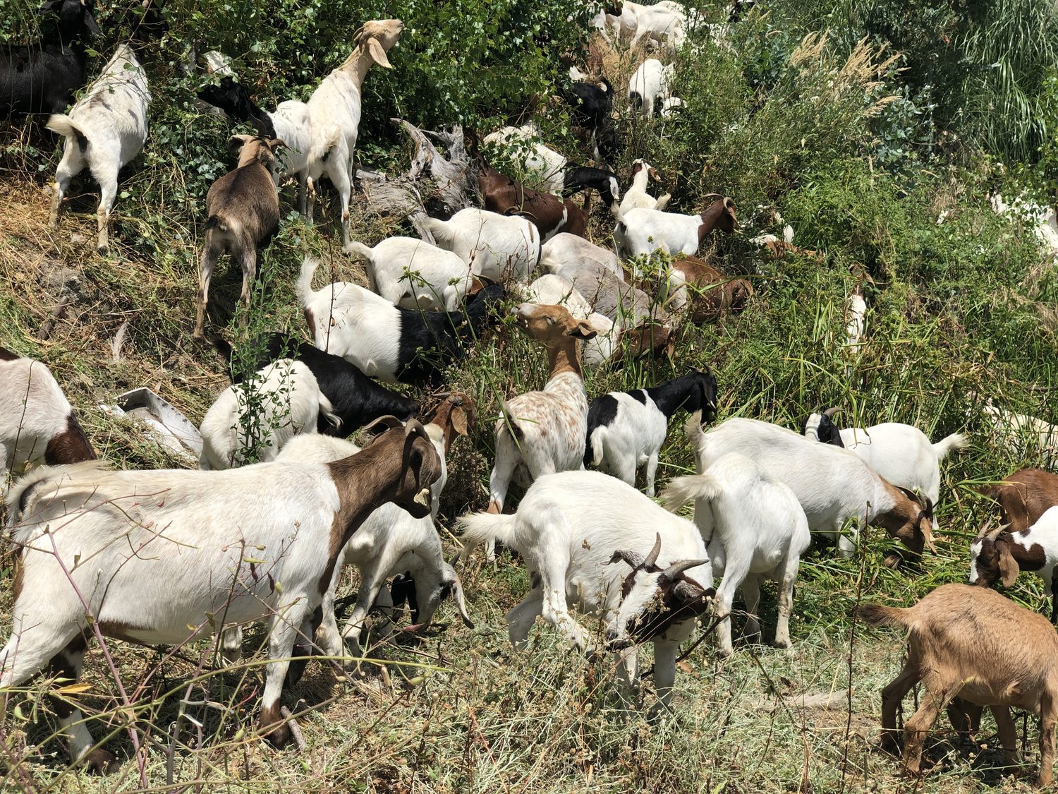 Goats working through thick brush and blackberry