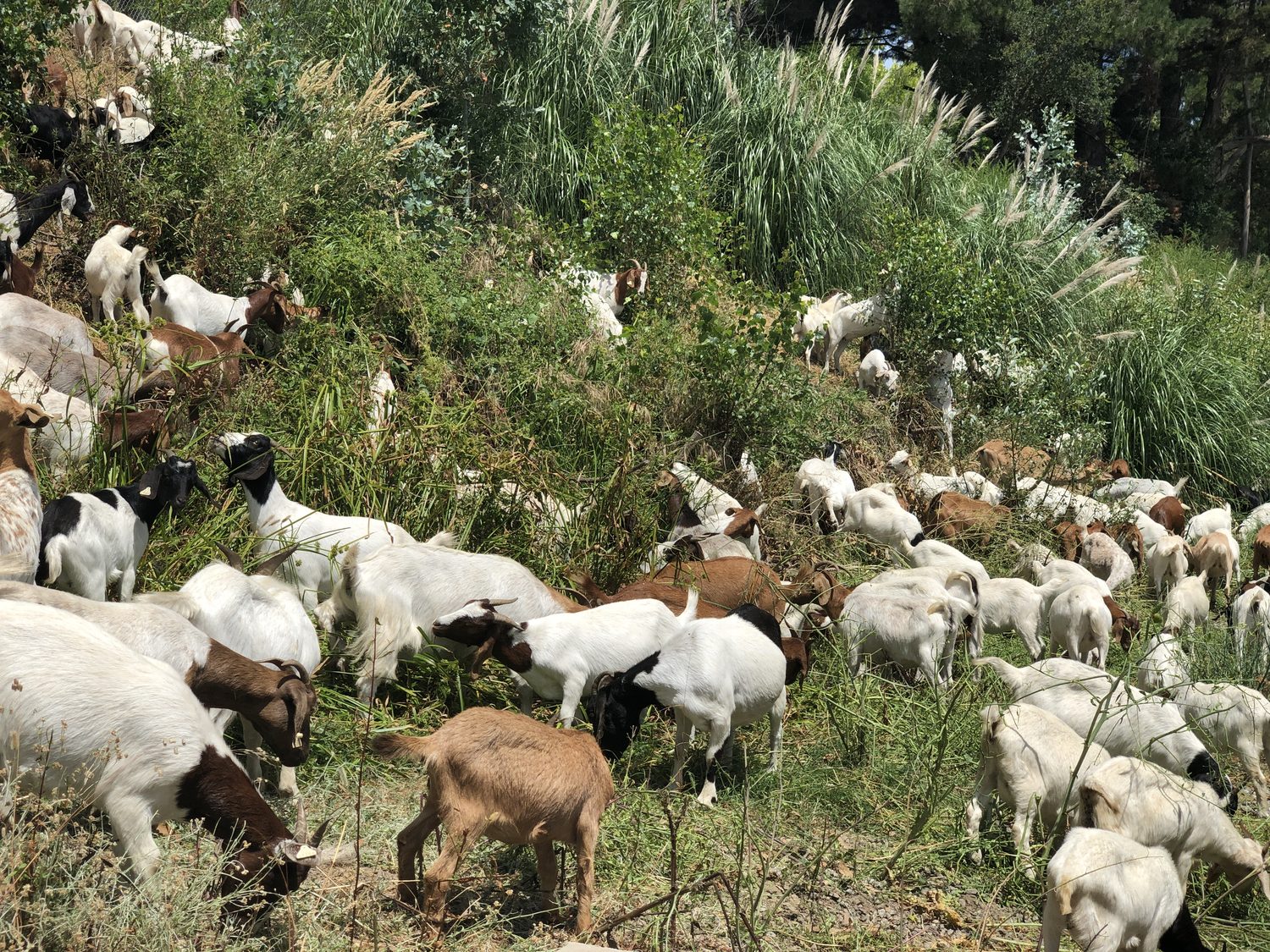 Browsing a steep, overgrown embankment