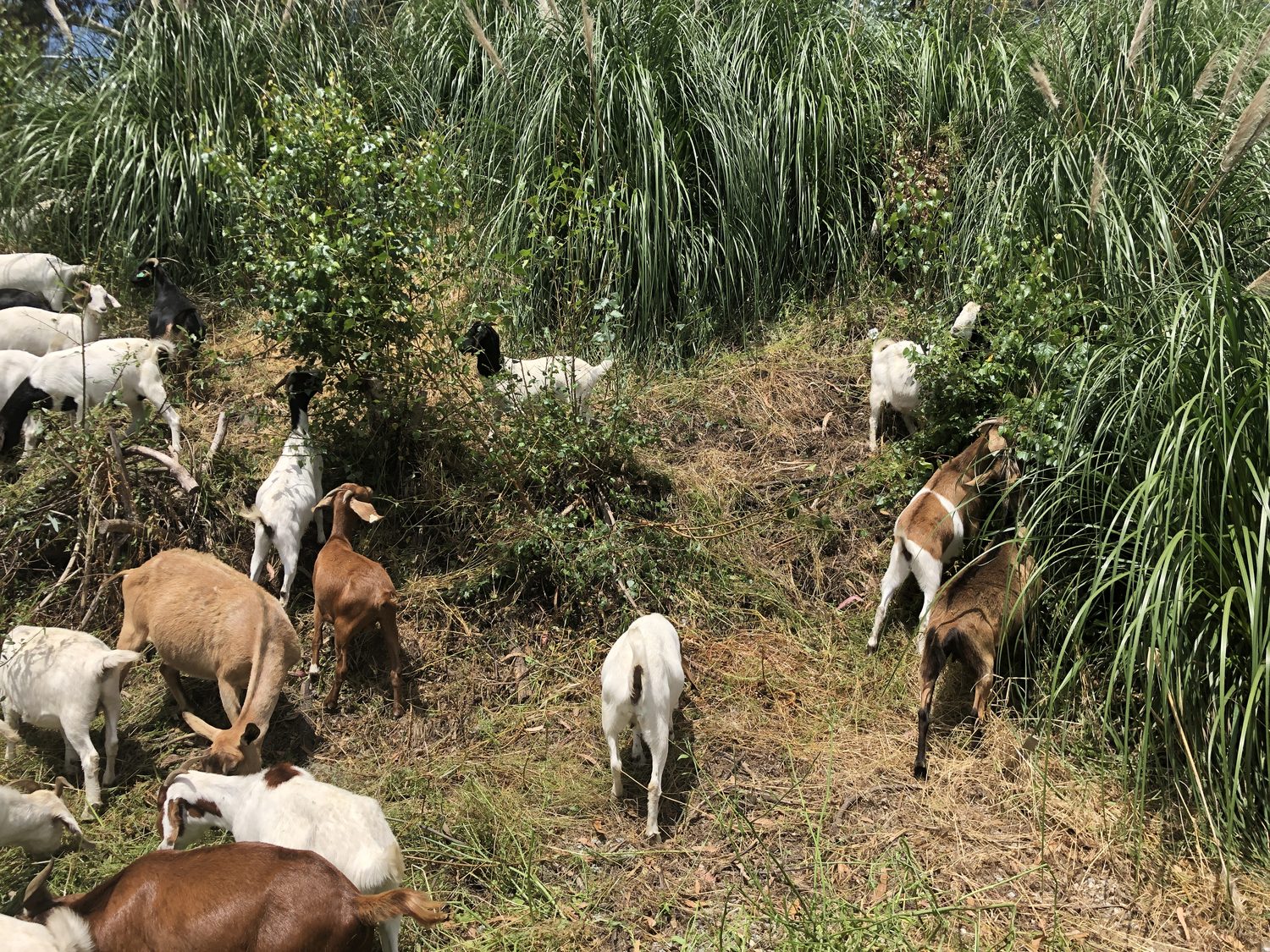 Taking down tall pampas grass