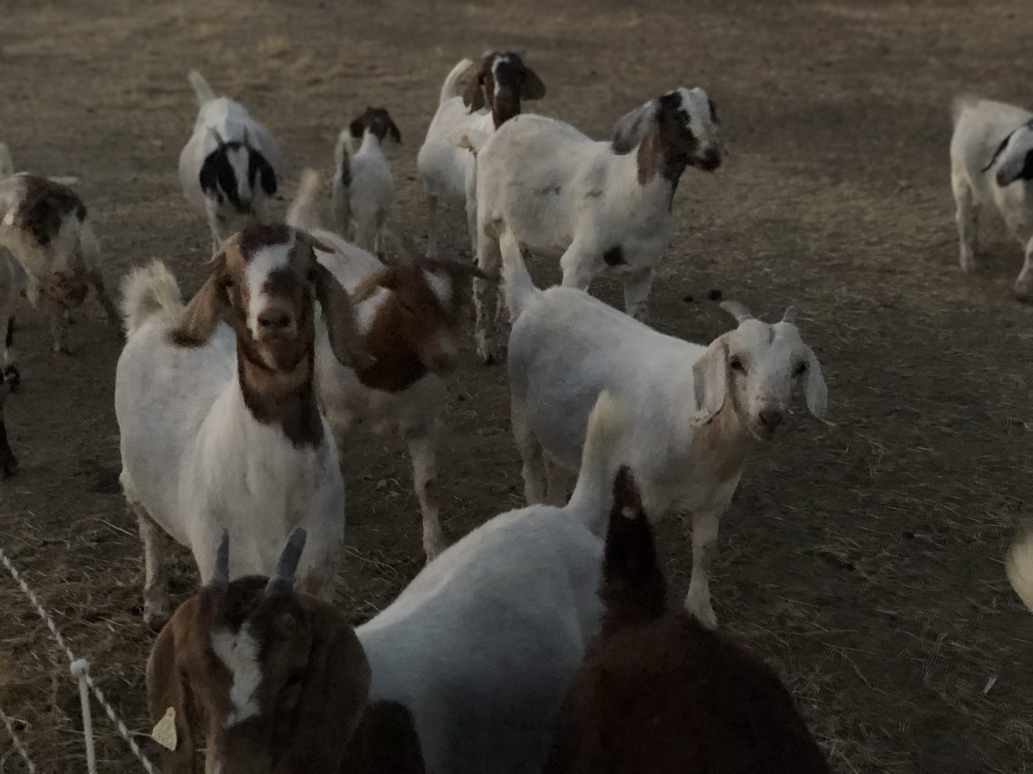 A Boer doe up close in the herd