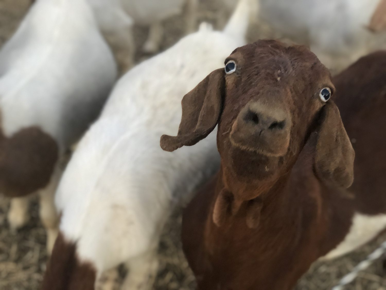 A curious young goat looks into the camera