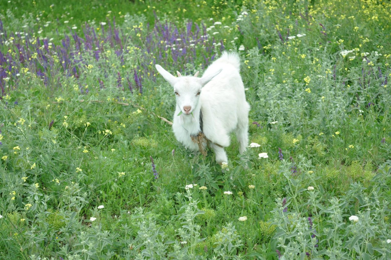 A baby goat standing in a field of wildflowers