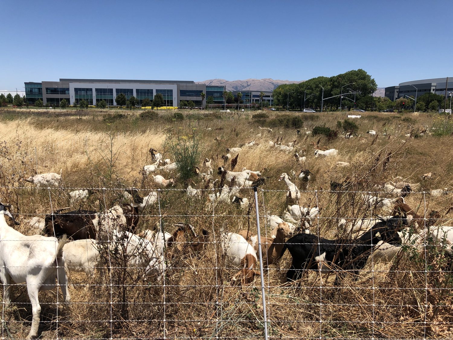 Goats grazing landscaping in front of an office park