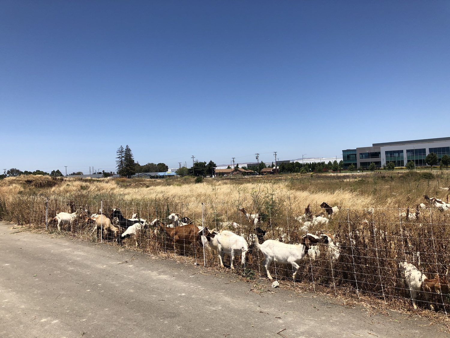 Roadside vegetation control near a business campus