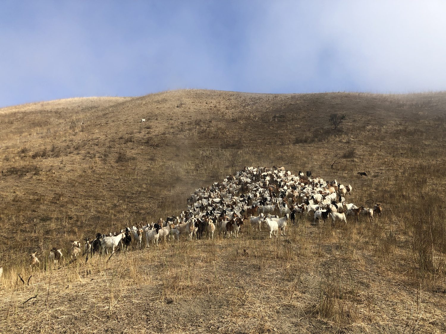 Goats blanketing a dry hillside on a fire-fuel job