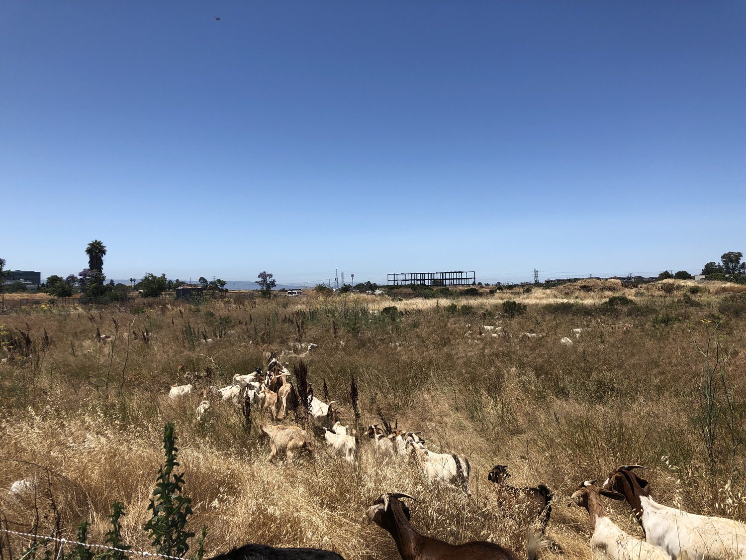 Grazing dry grass and brush on open land