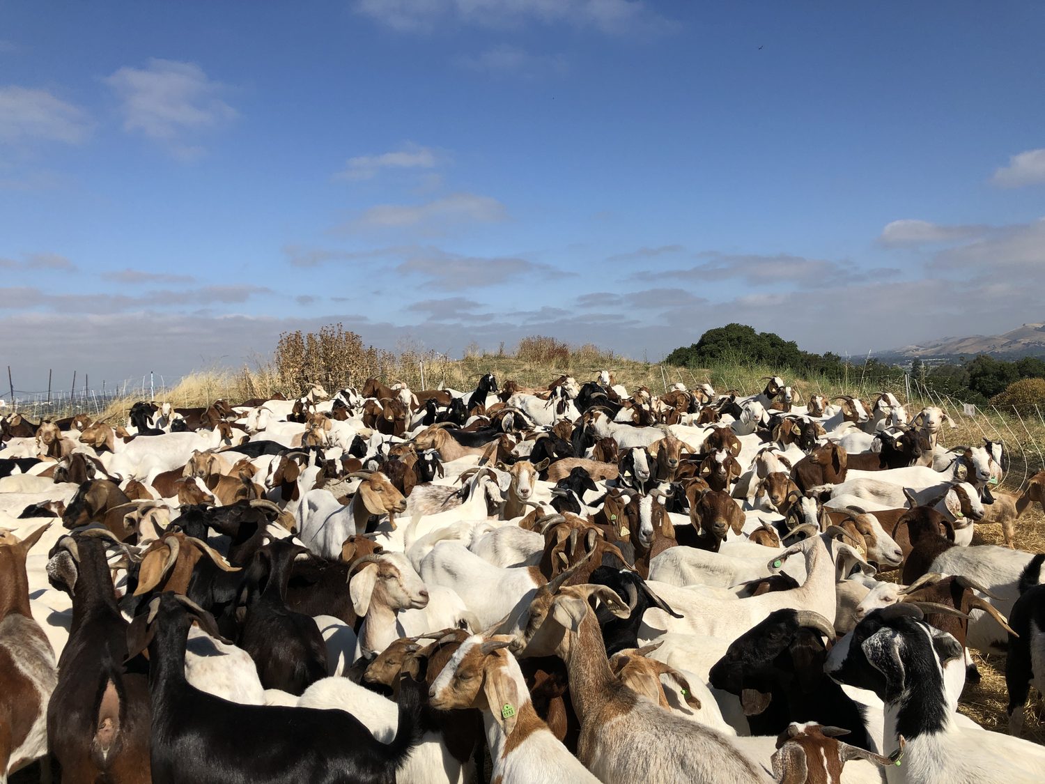 A large managed herd grazing a hilltop above a California valley