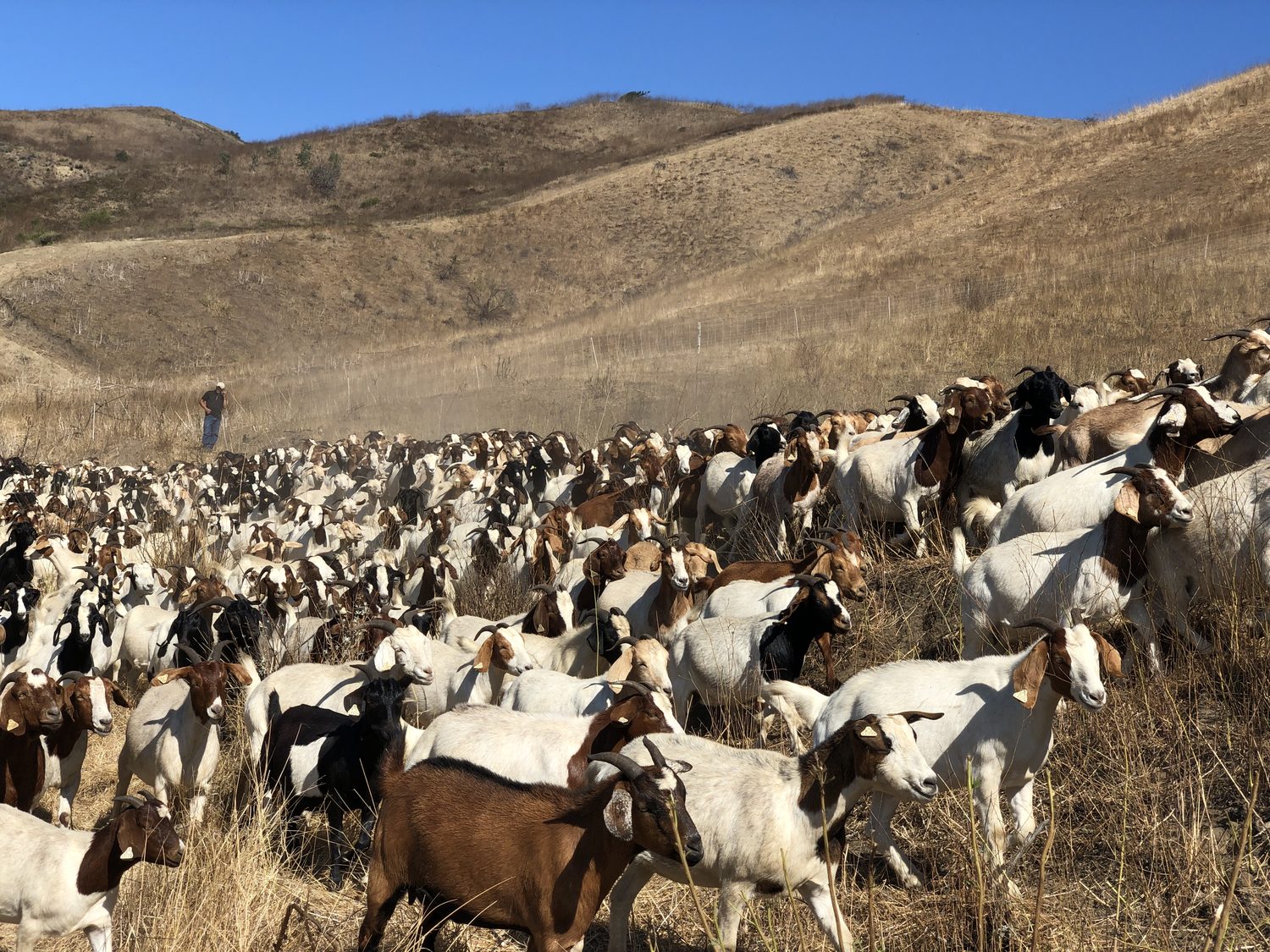 Hundreds of goats grazing golden coastal hills under a clear sky