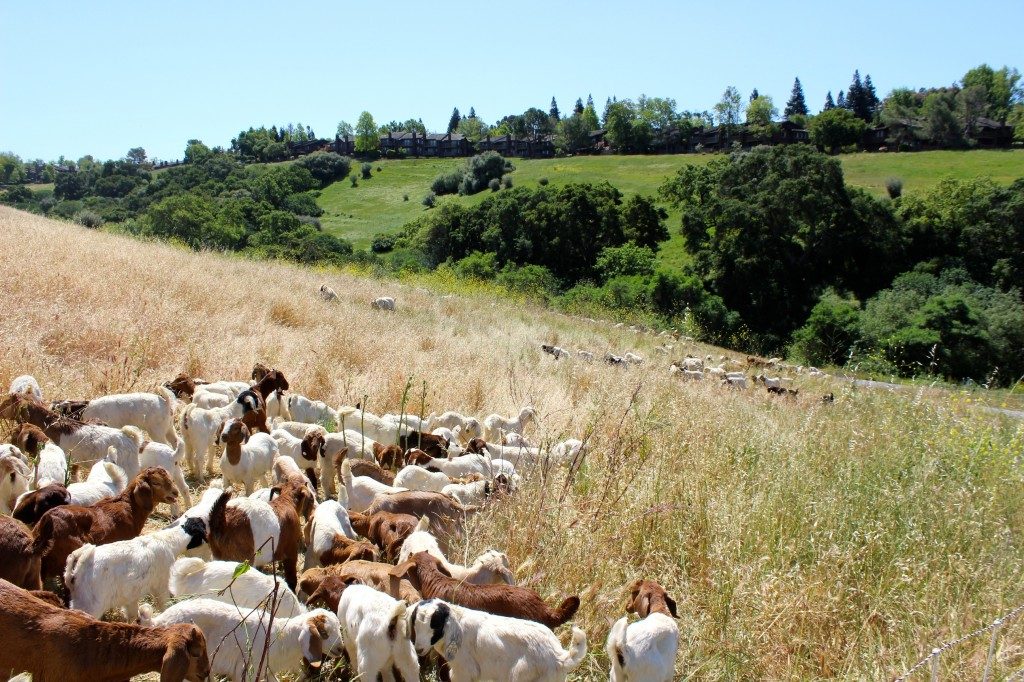 Goats moving across green rolling hills