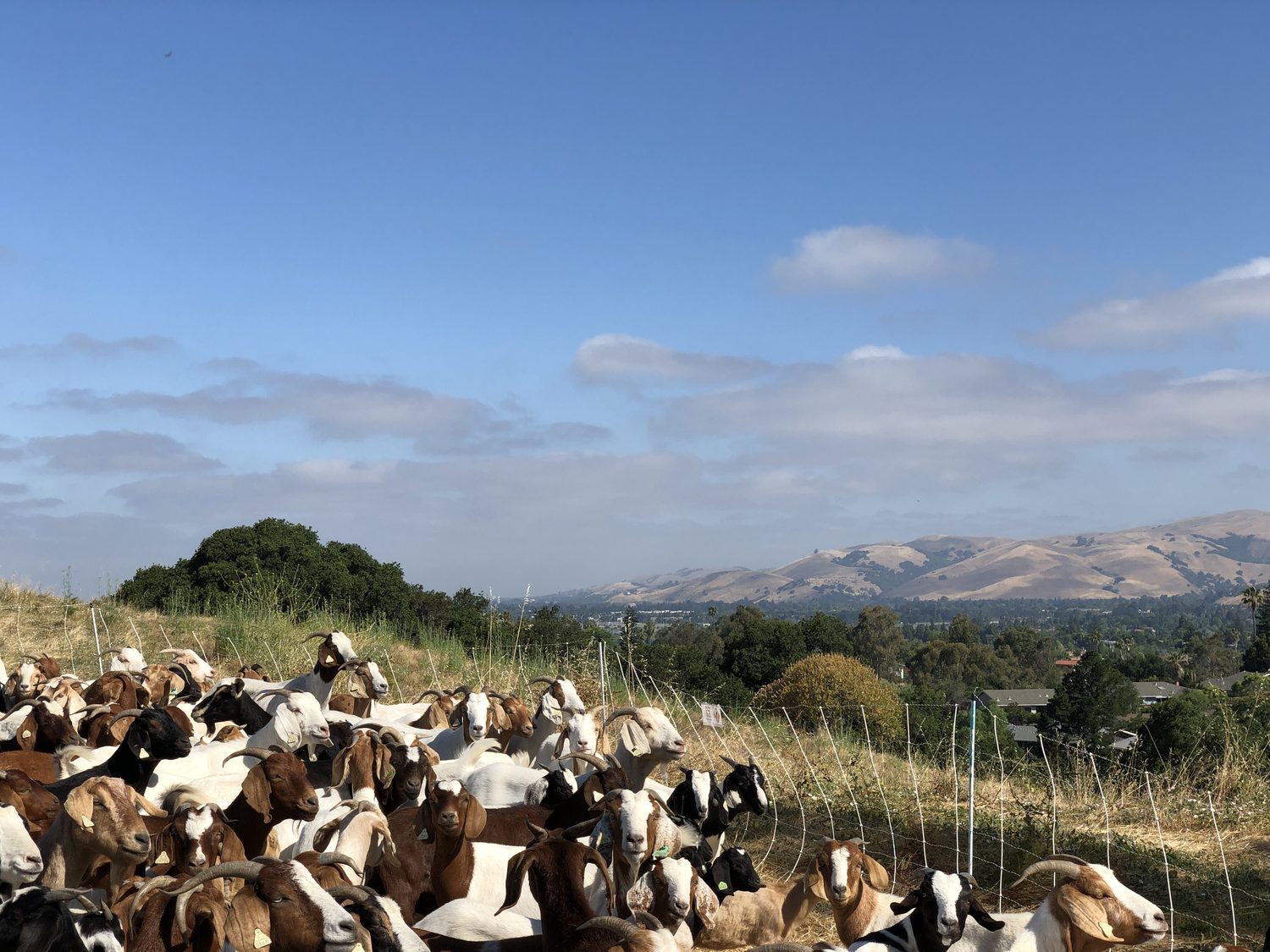 Boer goats grazing a ridge with the valley beyond