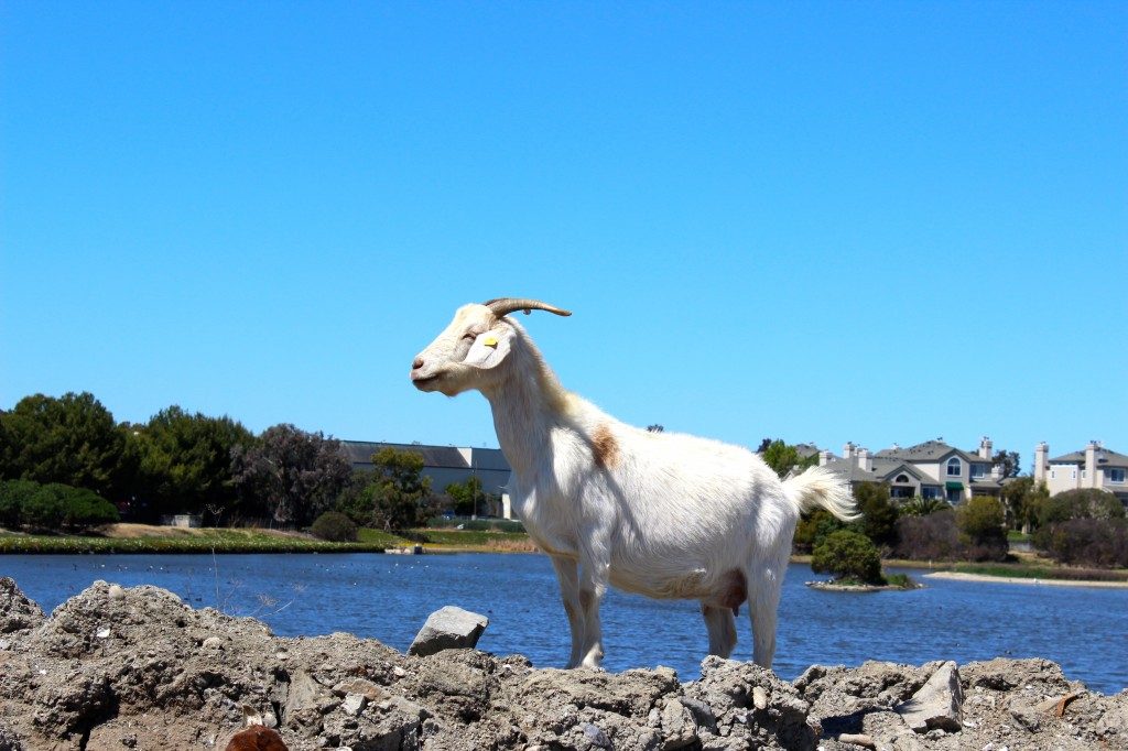 A goat surveys a California reservoir at the end of the day
