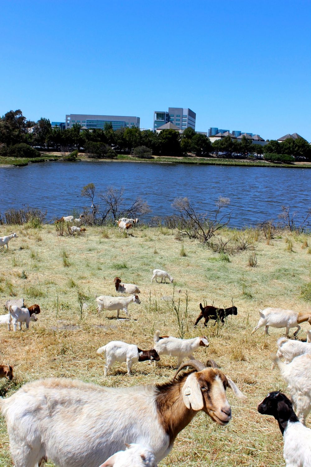 A herd grazing green grass beside the water