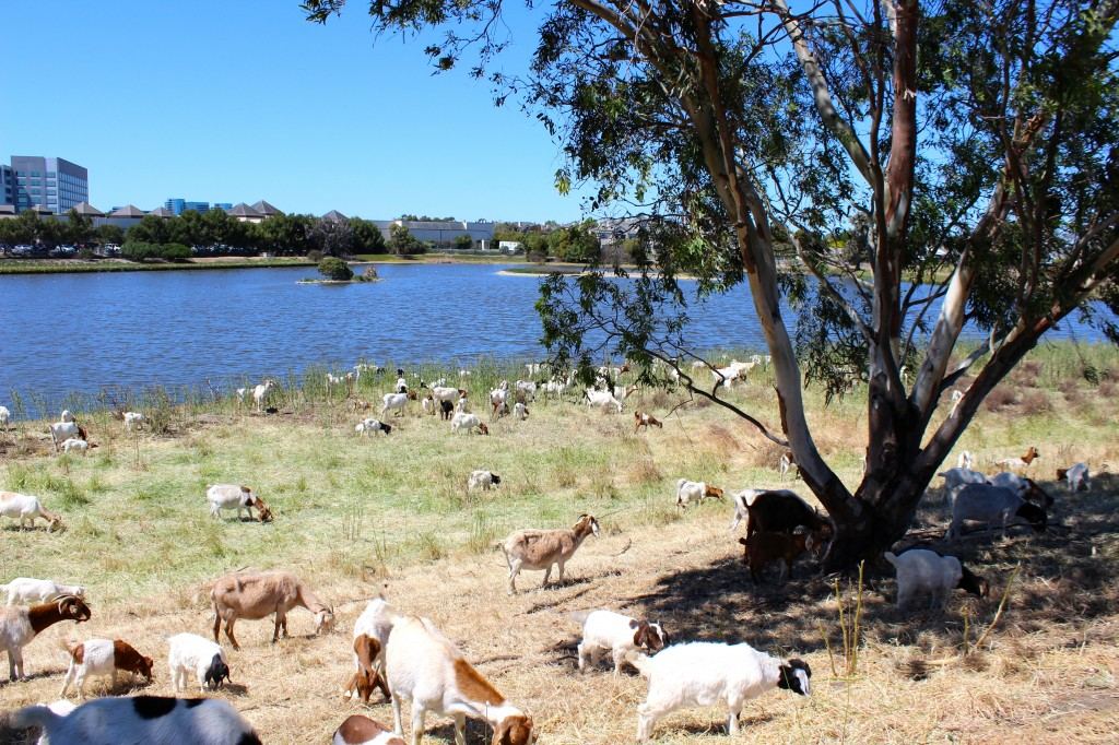 Goats grazing a lakeside greenbelt near an office park, a sensitive area where herbicides can't be sprayed