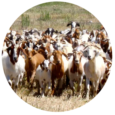 Goats browsing woody vegetation
