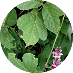 Kudzu vines blanketing vegetation