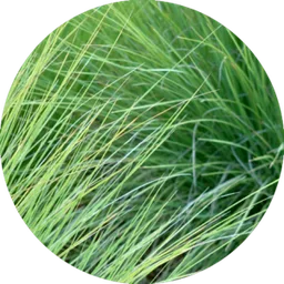 Native Grasses — a plant goats readily graze
