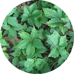 Poison oak foliage