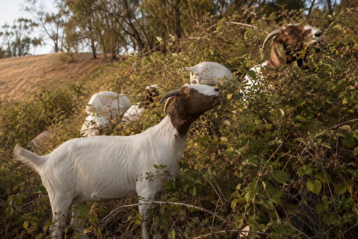 A herd clearing tangled undergrowth