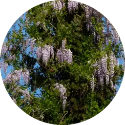 Wisteria — a plant goats readily graze